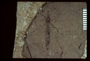 Media type: image;   Entomology PALE-1363 Aspect: full